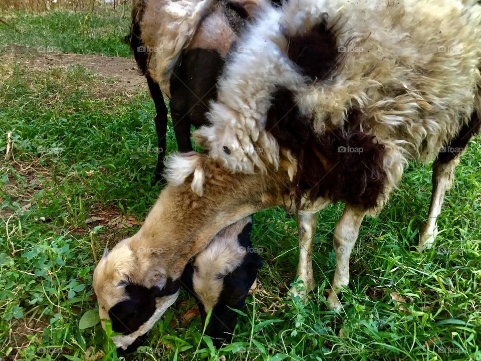 Two sheep eating the grass together 