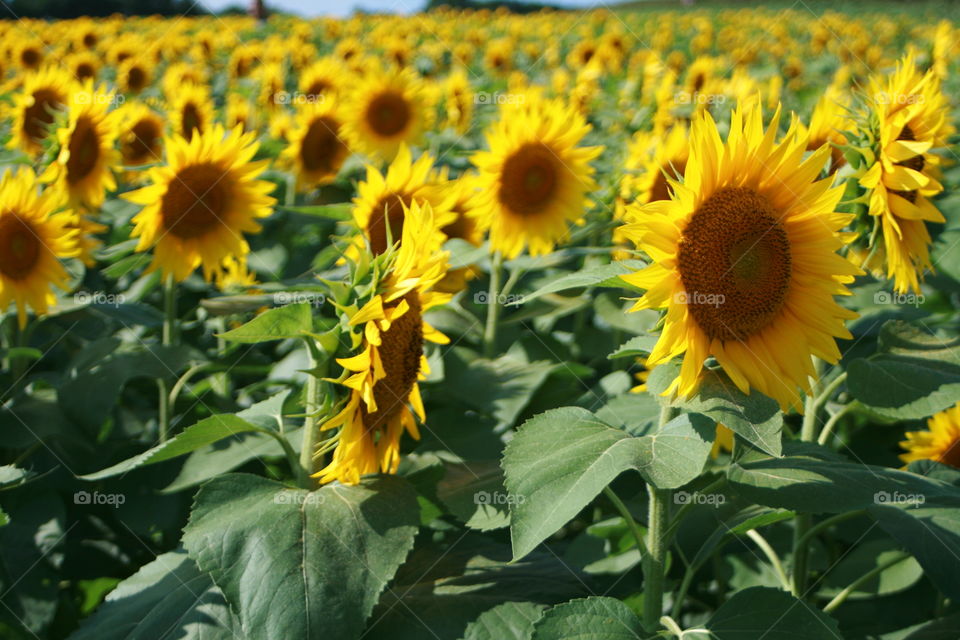 Sunflower Field 