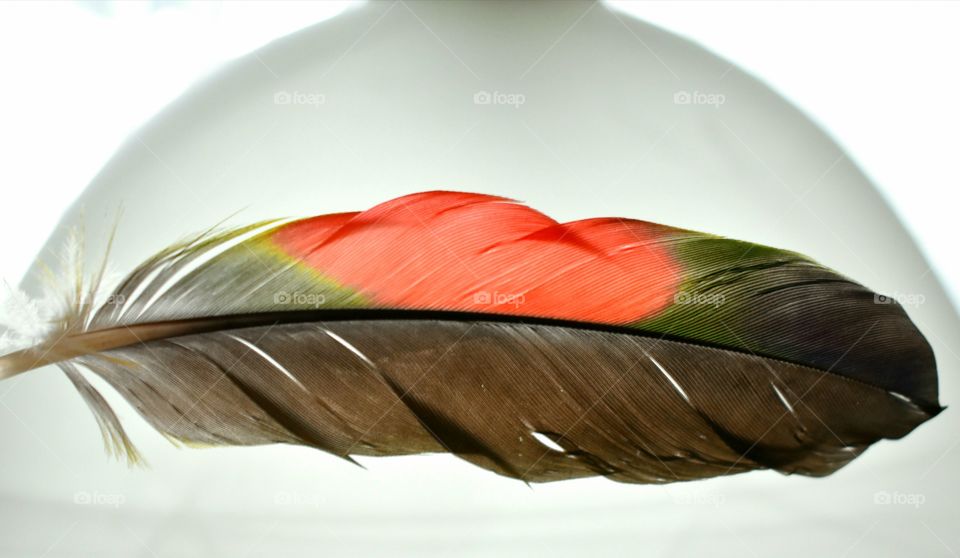 feather still life up-close contemporary colorful bird feather