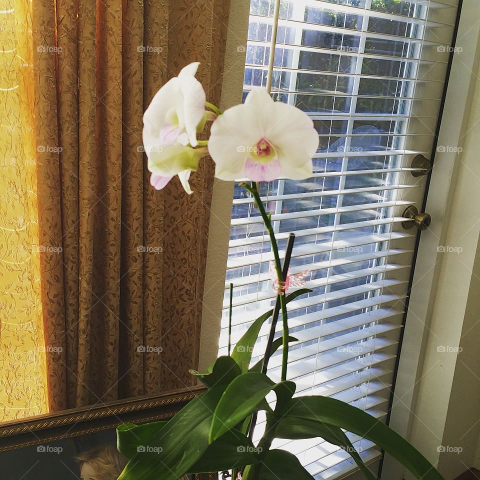 white spring orchid