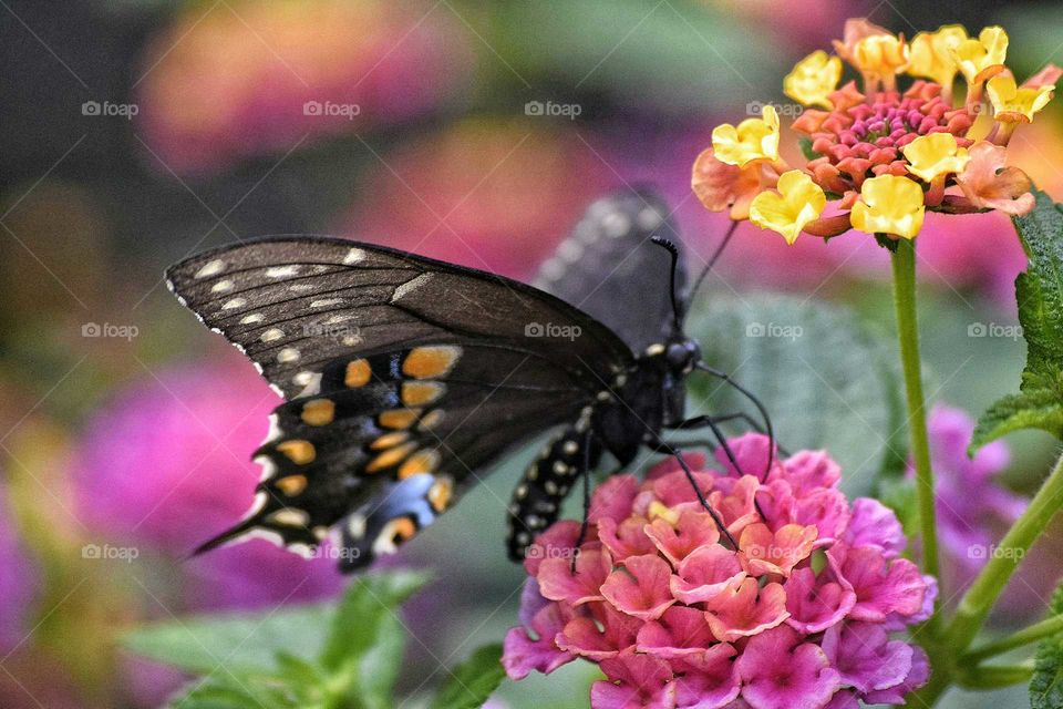 Butterfly pollinating on flower