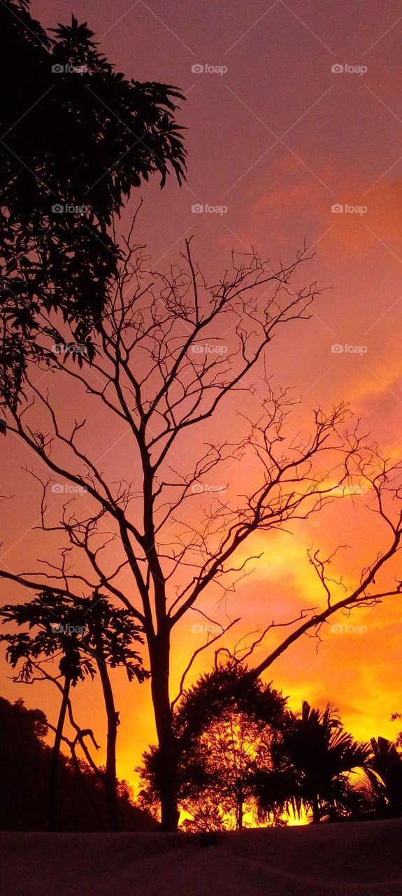 naturelove, orange color, drak picture, evening click, black, beautiful, art