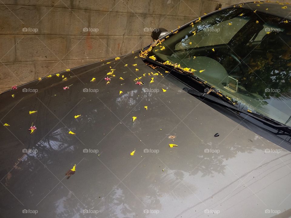 Spring time, the petals has fallen on the car
