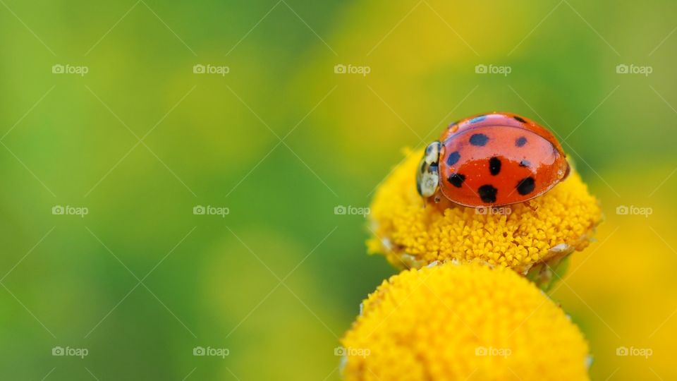 ladybug