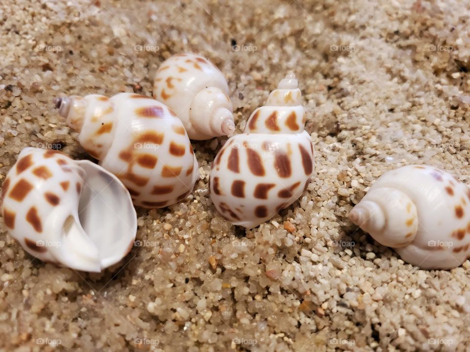 Babylon Shells on the Sand