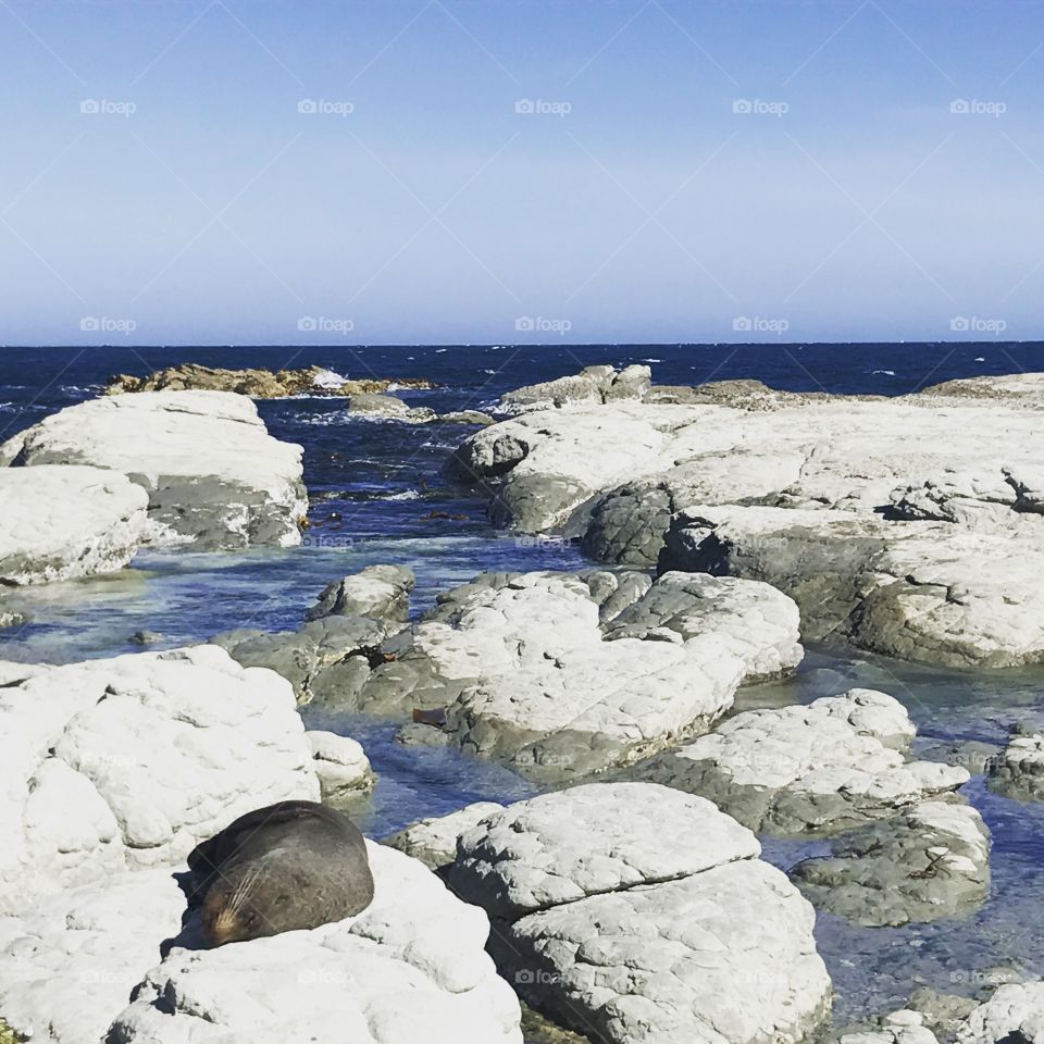 Seal basking in the sun on the Cape just outside Kaikoura, New Zealand, January 2017