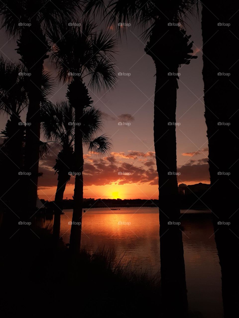 A sunset through the palm trees and over the lake at Cranes Roost Park in Altamonte Springs, Florida.