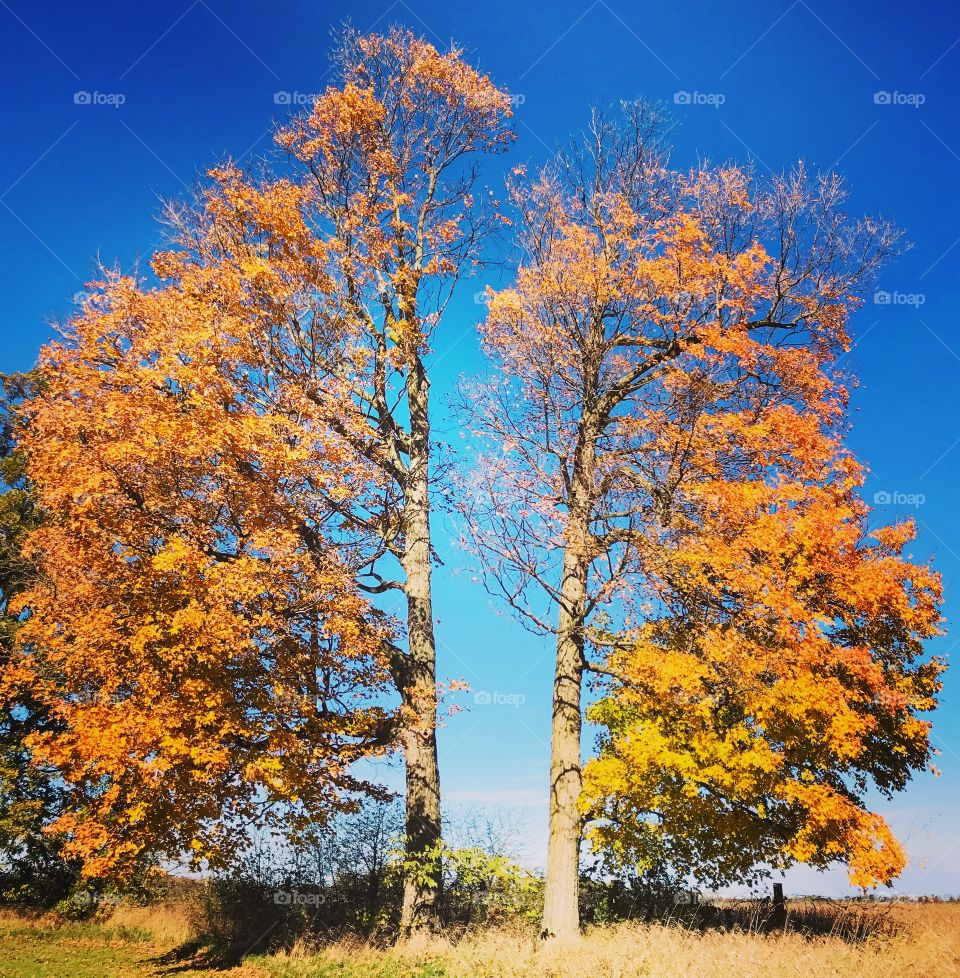 Better half - buddy trees 