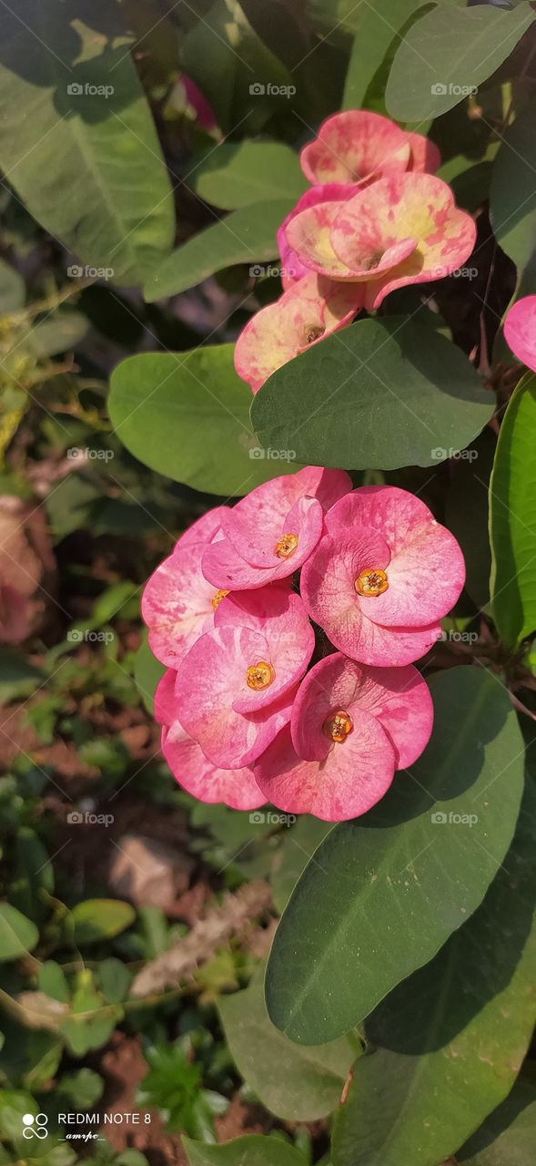 See the marbling on these beautiful blushed peach Euphorbia?