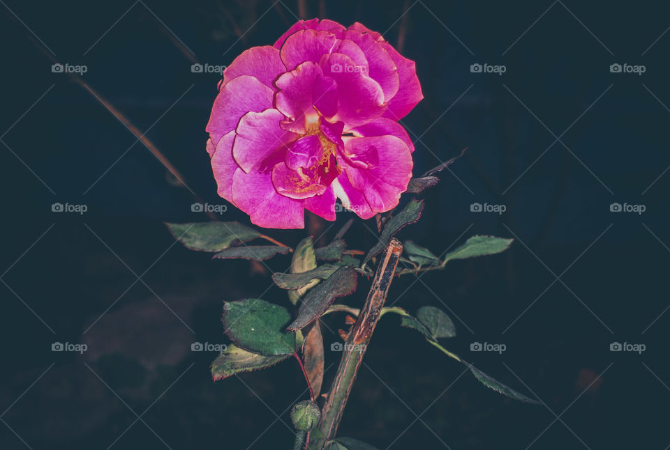 night photo of rose