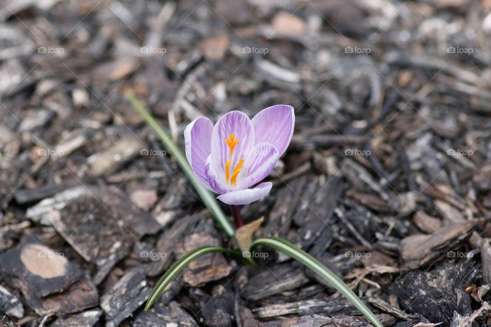 Crocus