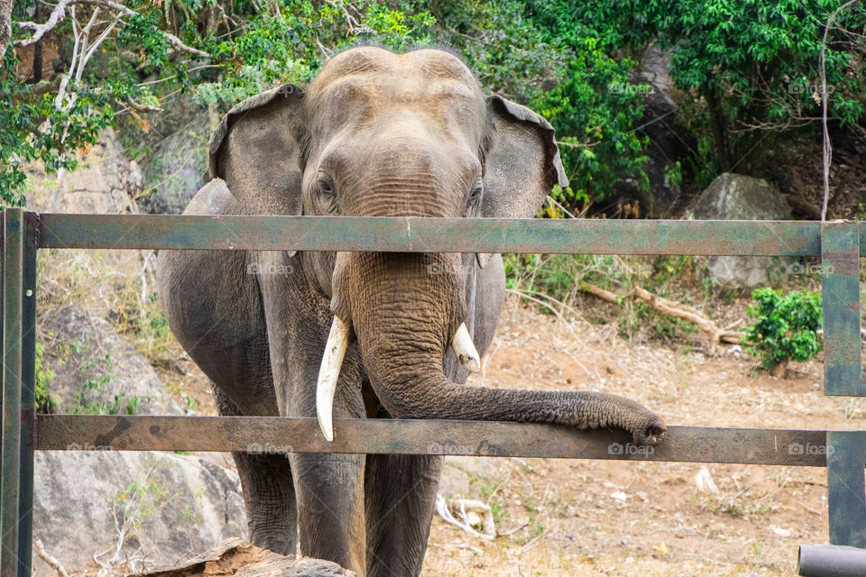 Living Harmony Elephant