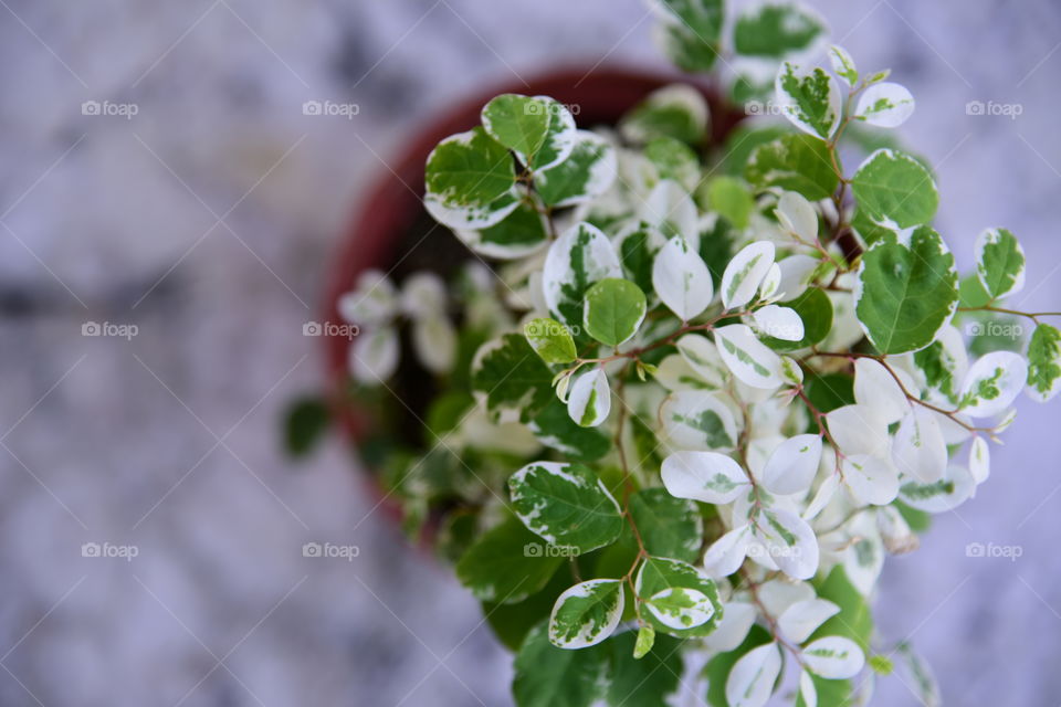 High angle view of potted plant