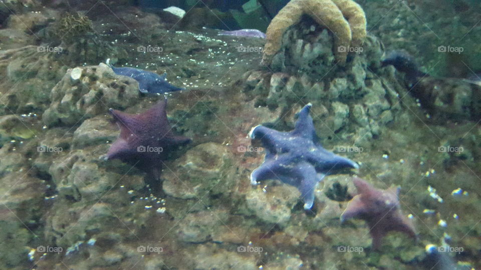 Starfish address such amazing creatures! Do you like starfish?