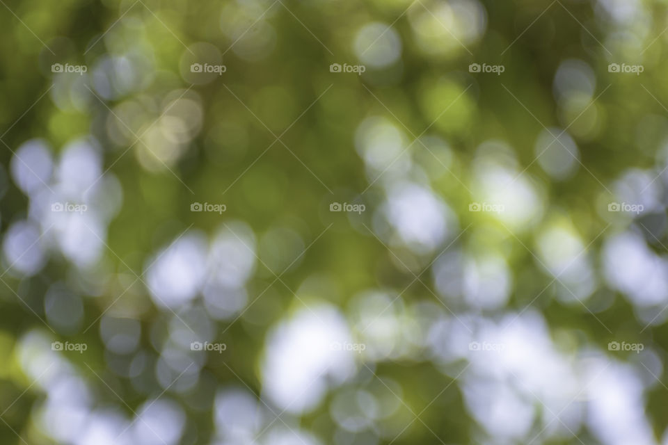 Blurry leaves and the sky Used as a background.