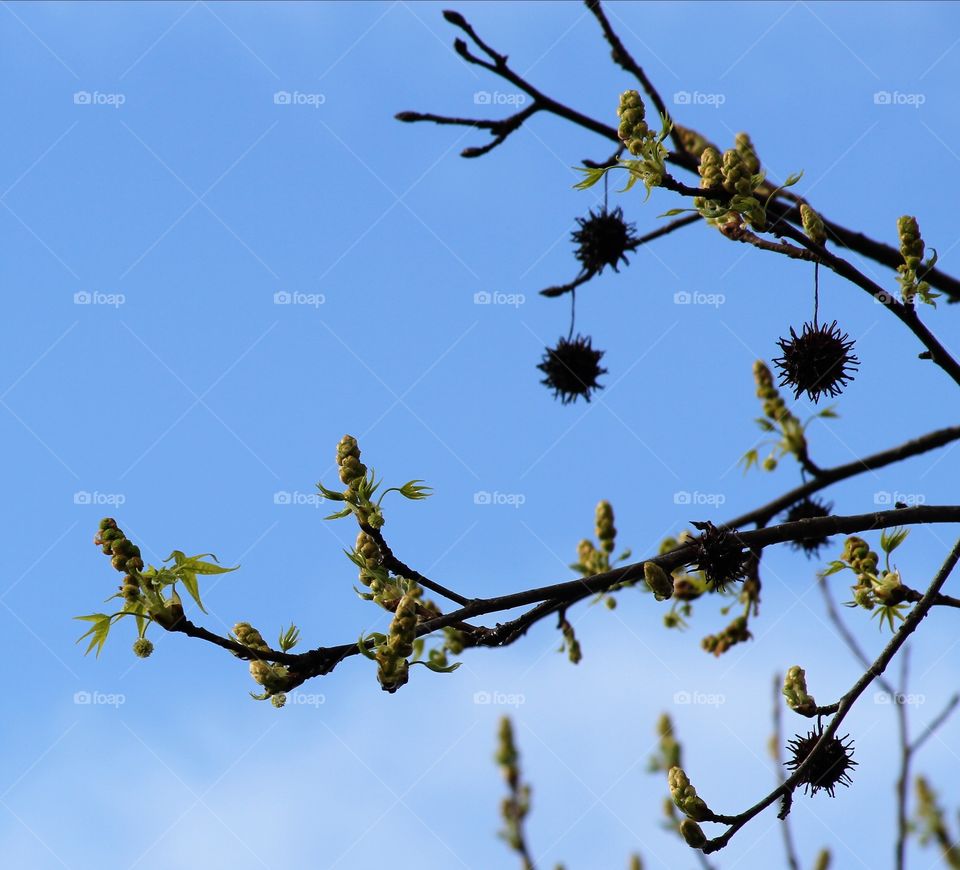 tree in sprimg under blue skies.