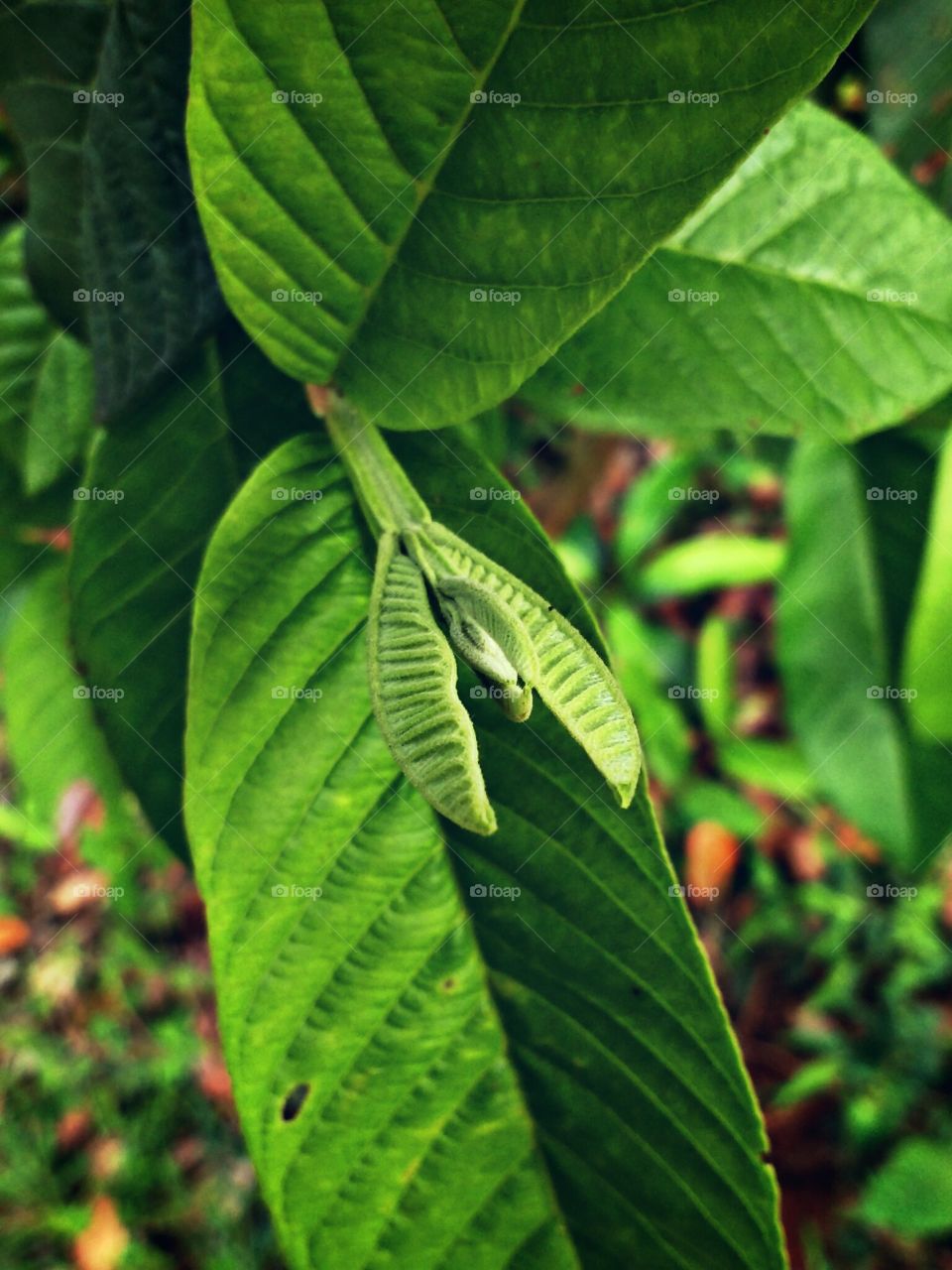 green leaf