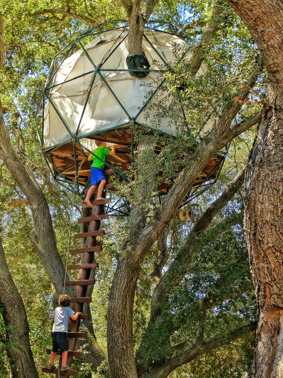 Kids Climbing Into A Treehouse
