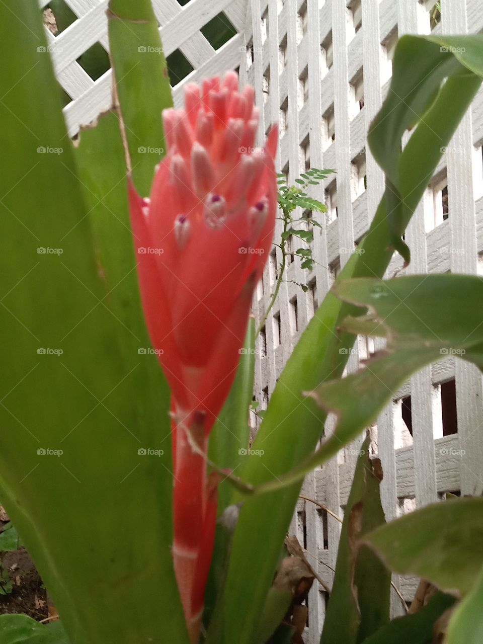 exotic young red Bloom