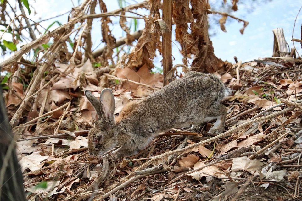 A wild rabbit in a wooded part of the city of Madrid