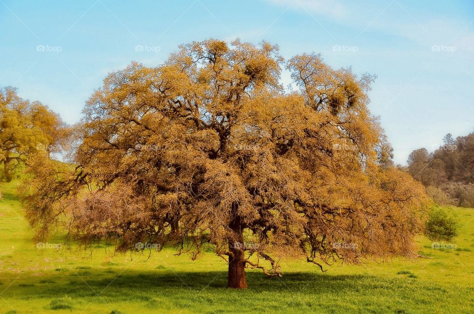 Stands alone with pride 