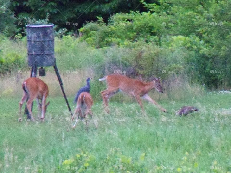 deer at a feeder attacking racoon