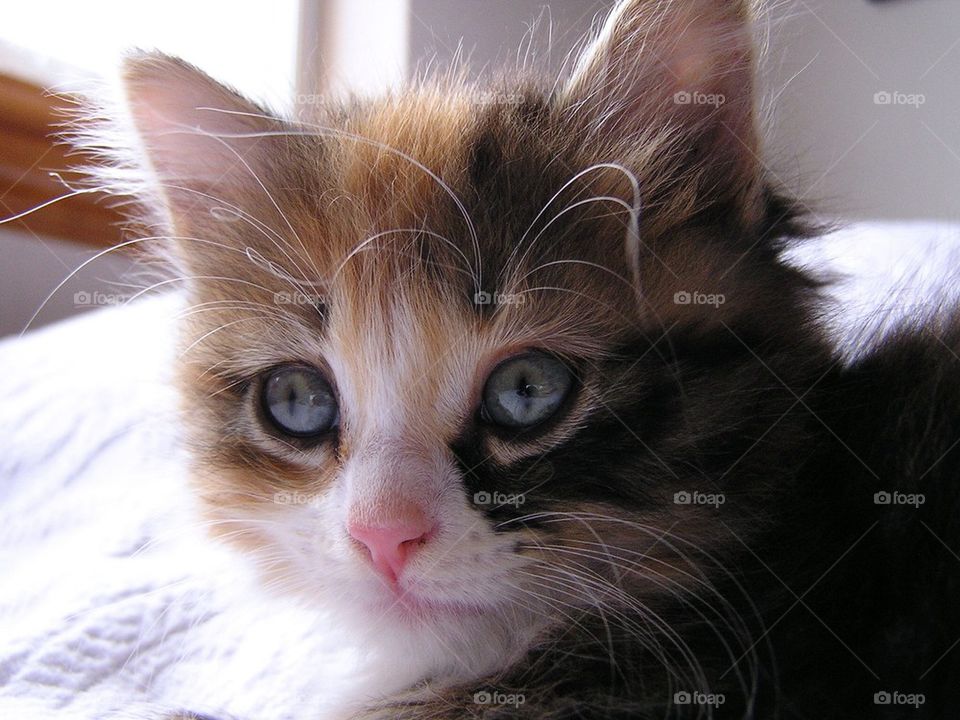 Calico Kitten