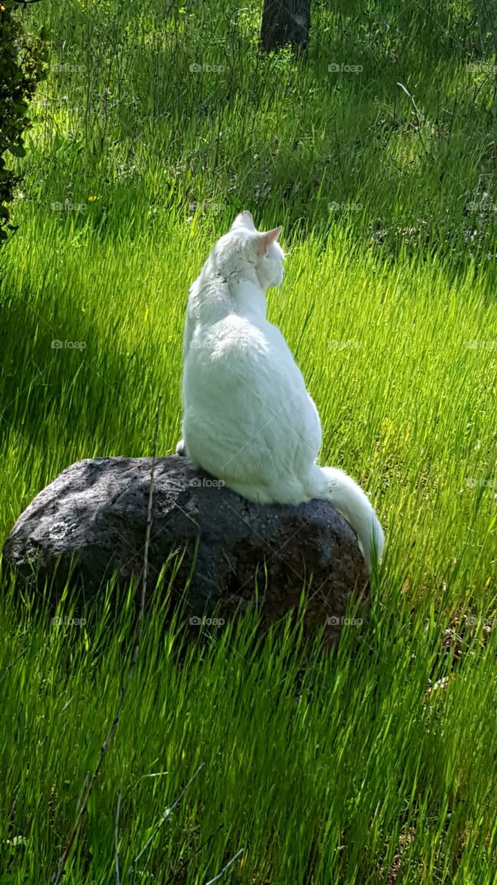 last year my dog befriended this skinny hungry stray cat. My dog passed away almost six months ago. I continue to care for his cat and TicTac keeps me company while I do yard work. Lime my dog used to.