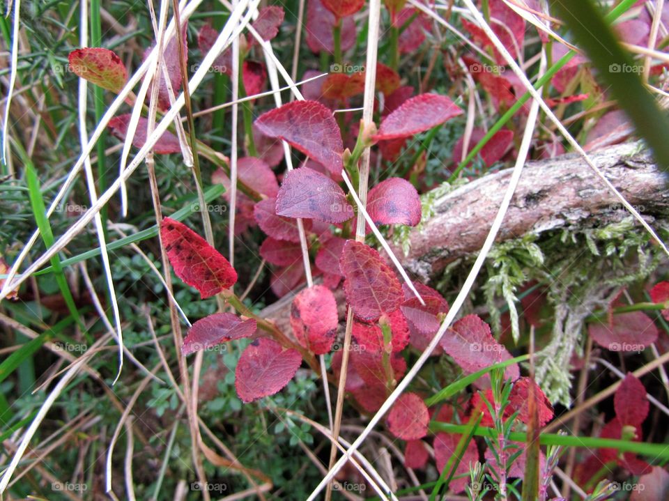 Autumn leaves