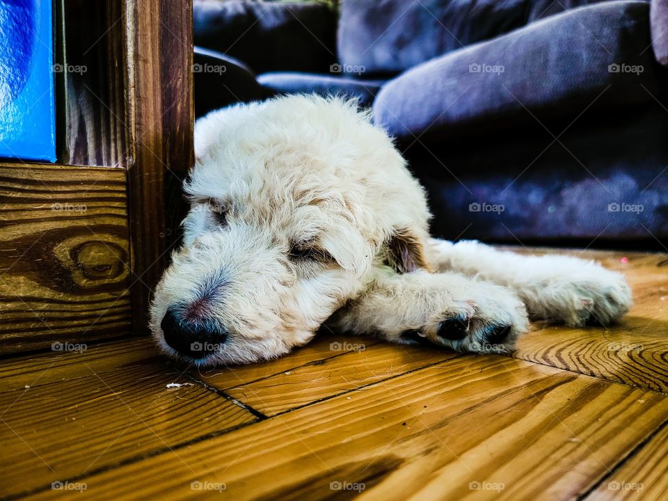 goldendoodle at rest
