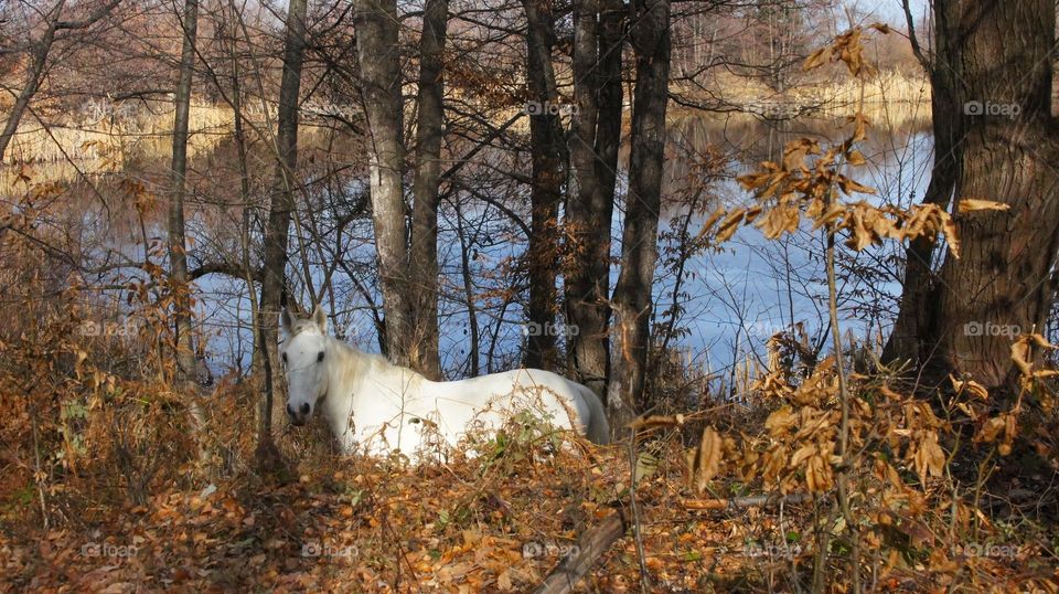 White Horse in the Forest 