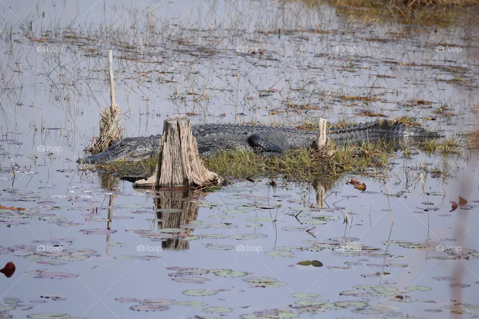 Gator