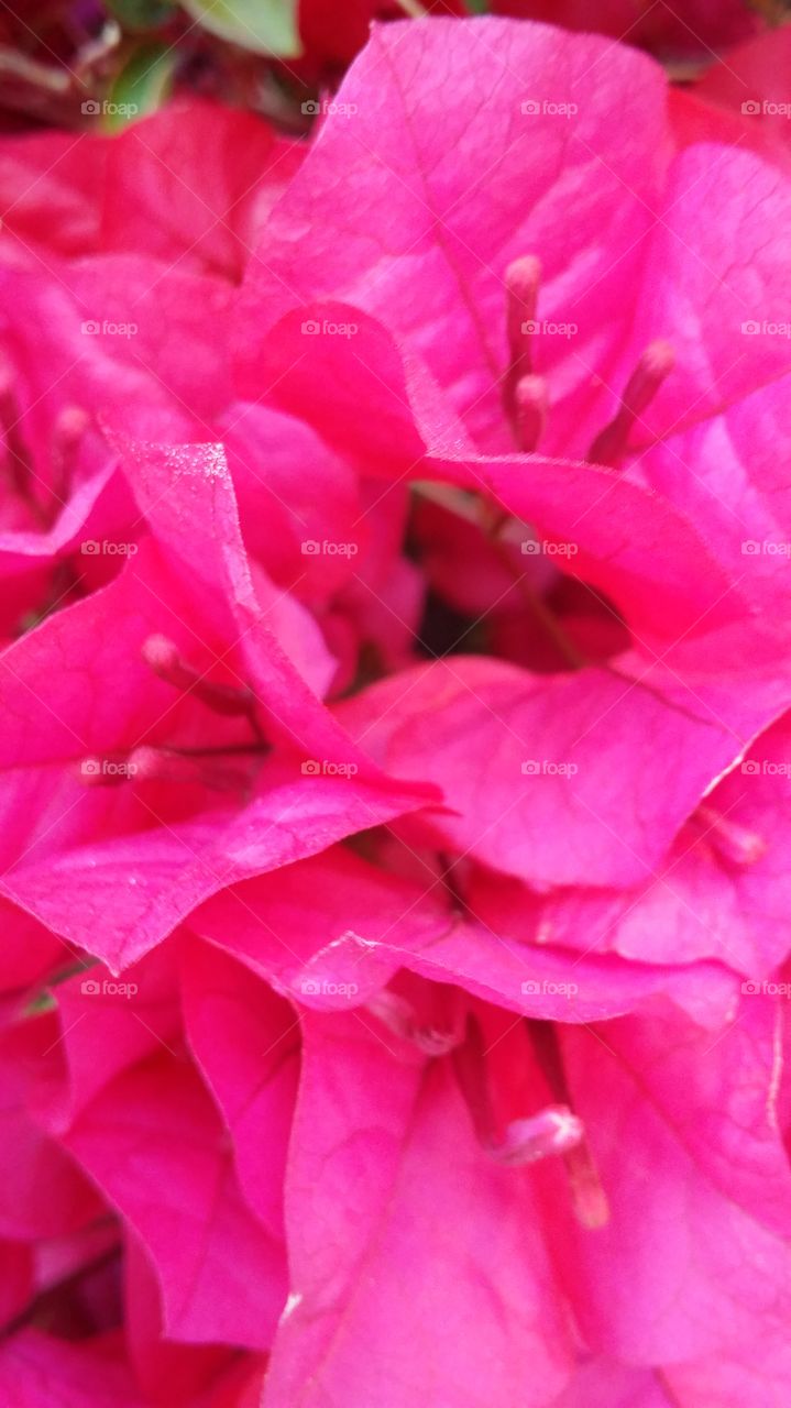 macro