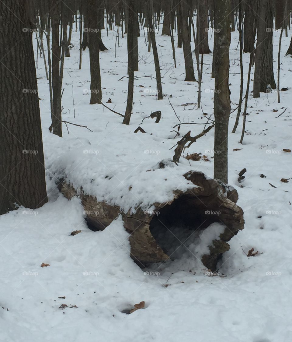 Winter Woodlands 