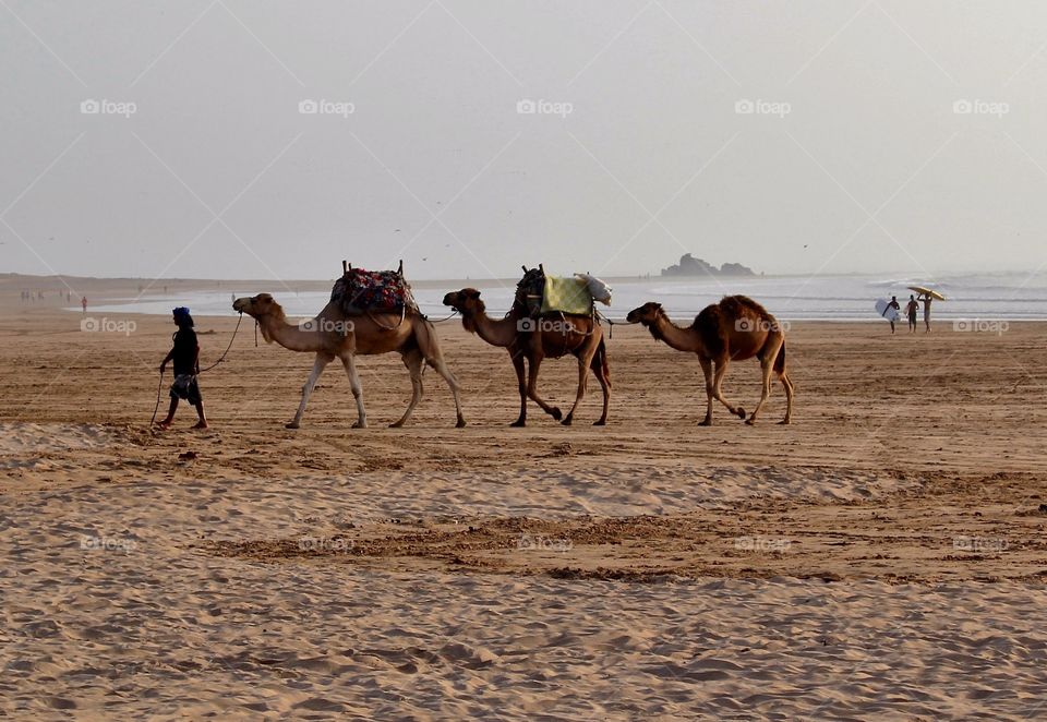 Camels train in Essaouira 