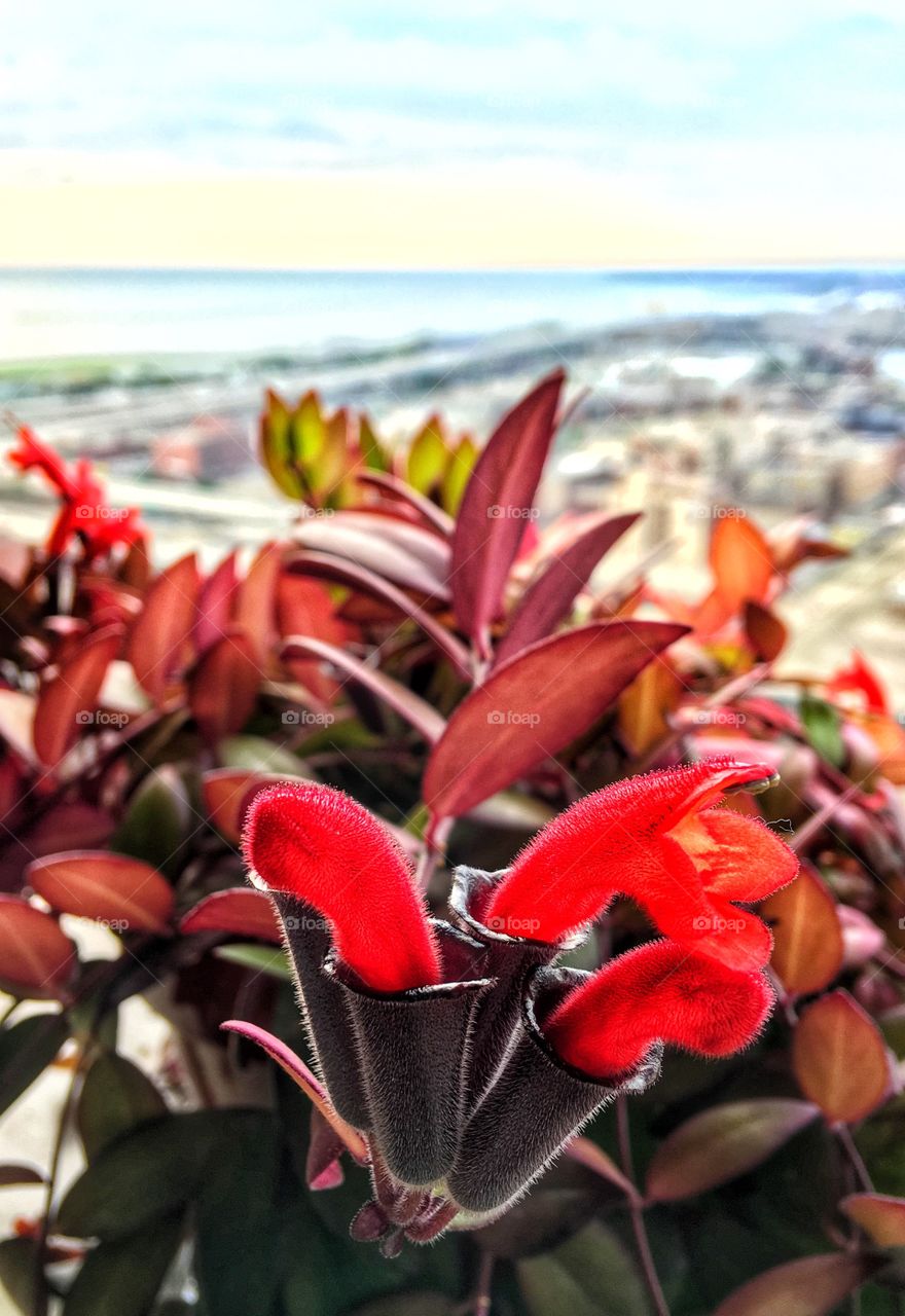 Selective view of red flowers