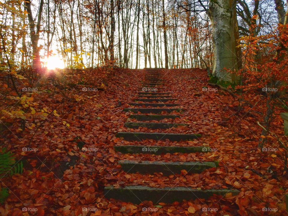 Autumn steps