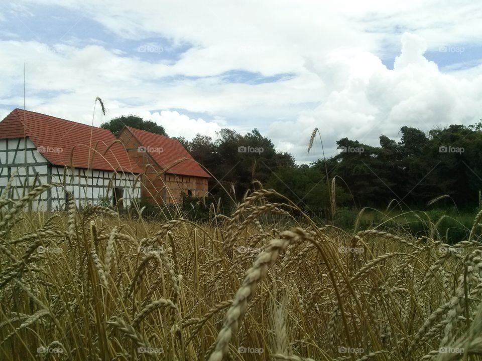 Wheat Fields
