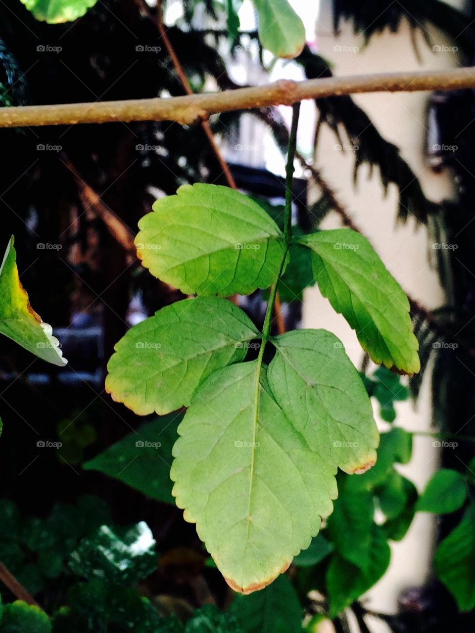 Green leaf in branch 