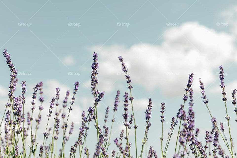 purple flowers pop and sky background