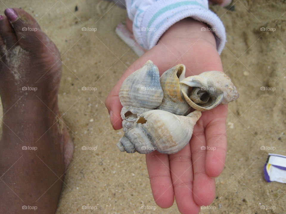 seashells in hand