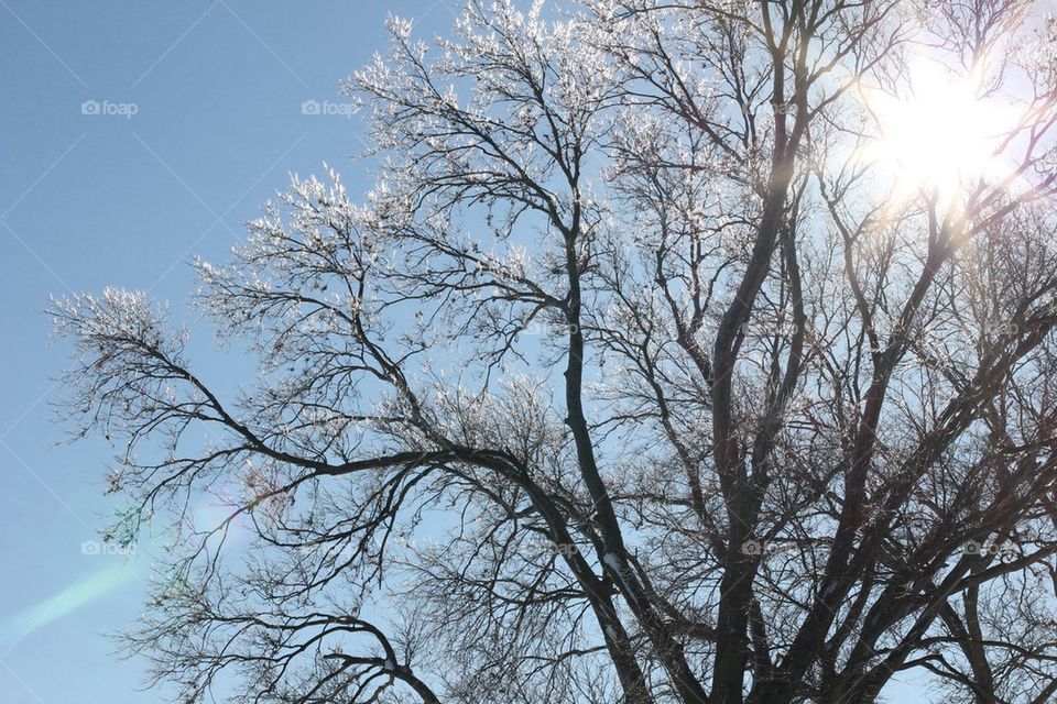 Icy trees
