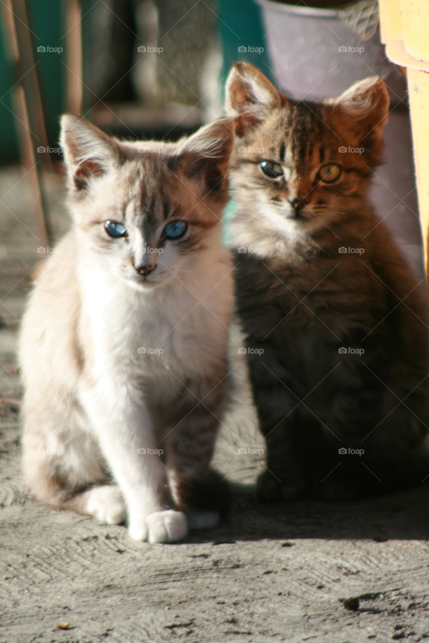 morning sun cat cats by hackobo