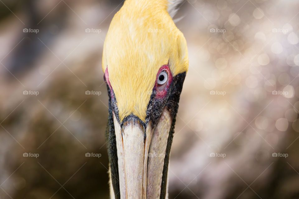 Pelican Portrait