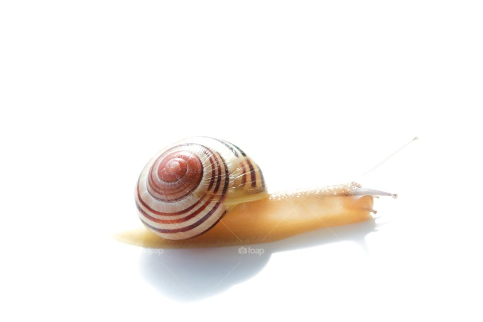 Studio shot of snail on white background