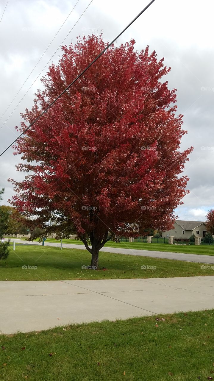 aurumn tree red