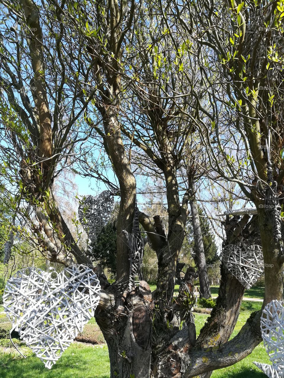 Hearts at a tree  blow in the wind