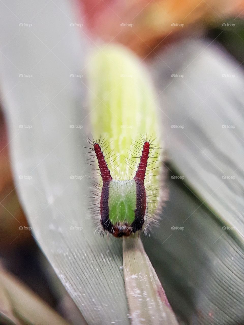 caterpillar