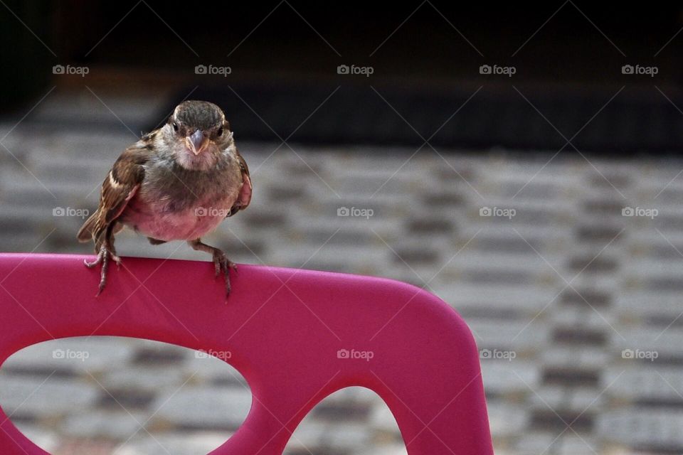 little bird waits on the edge of a bar chair for some crumbs to eat