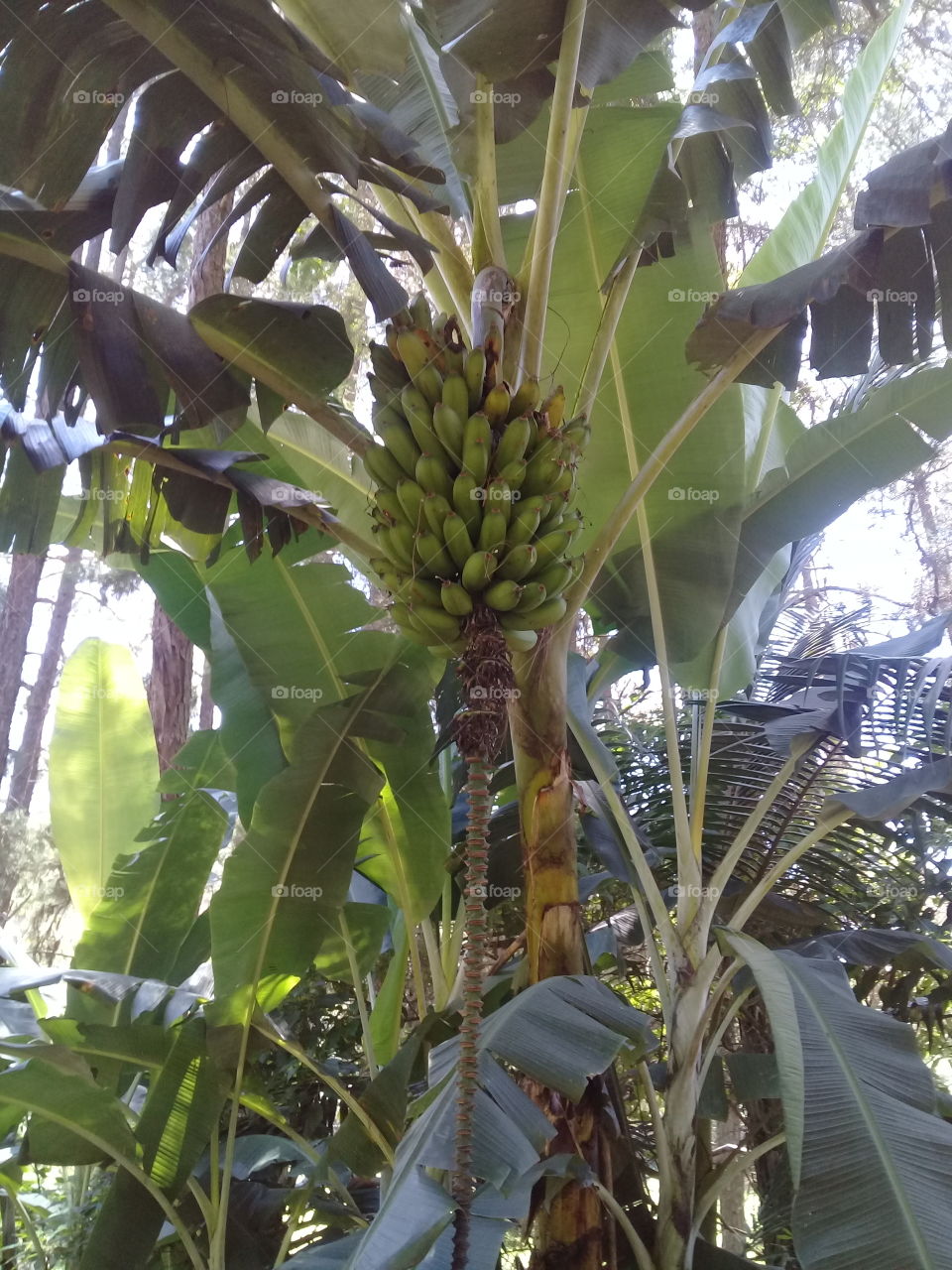 A bananeira está bem carregada. A safra por aqui vai ser muito boa... E é nanica, sinal de que não teremos cãibras!